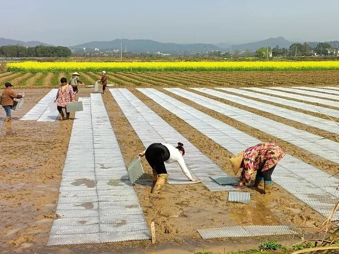 田畴织锦绣 沃野流金穗 宁乡奋力书写粮食生产“优粮”答卷