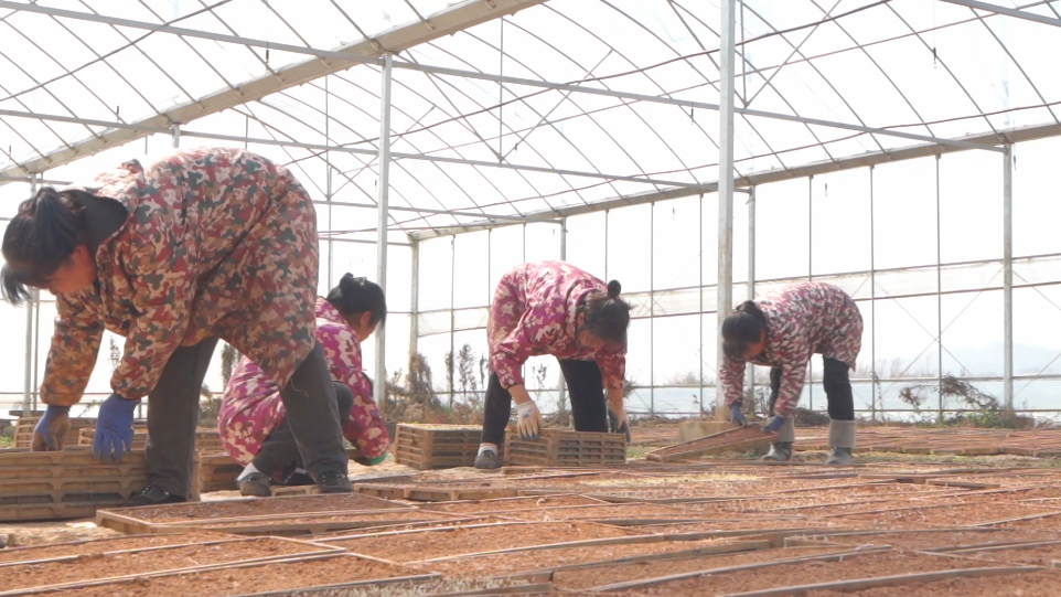 宁乡市东湖塘镇扎实推进春耕生产，筑牢粮食安全根基